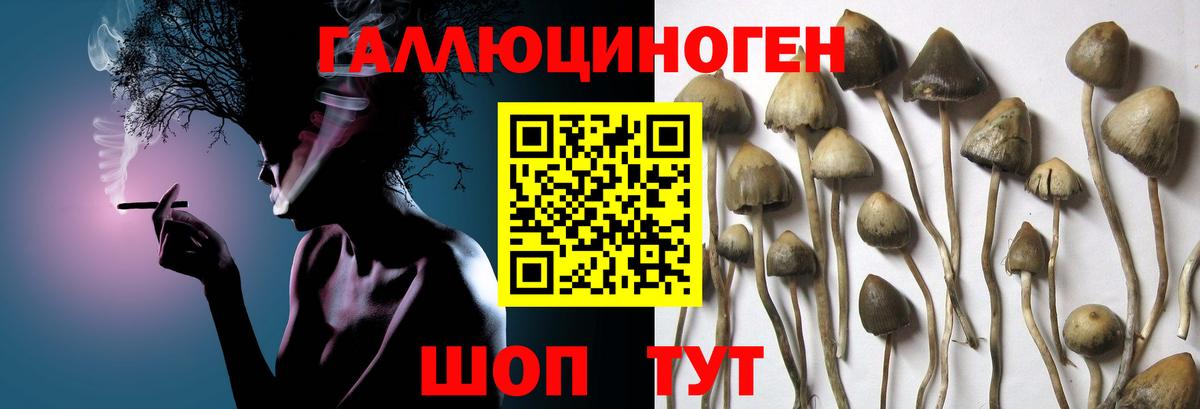 Тимашёвск  Галлюциногенные грибы прущие грибы  Вход с VPN 